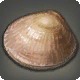 Vongola Clam