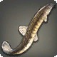 Voyaging Loach