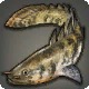 Warmwater Bichir