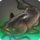 Watcher Catfish