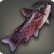 Welkin Catfish