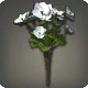 White Byregotia