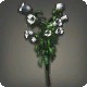 White Campanulas