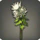 White Chrysanthemums