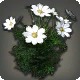 White Cosmos
