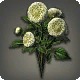 White Dahlias