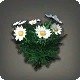 White Daisies
