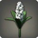 White Hyacinths