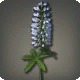White Lupins