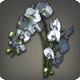 White Moth Orchids