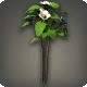 White Tea Flowers
