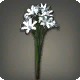 White Triteleia