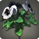 White Violas