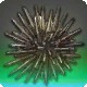 Wild Urchin