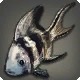 Wimple Carp