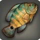 Xd'aa Talat Cichlid