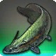 Xenacanthus