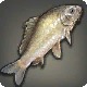 Xenocypris