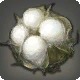 Yanxian Cotton Boll