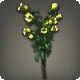 Yellow Campanulas