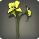 Yellow Cattleyas