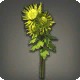 Yellow Chrysanthemums