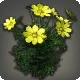 Yellow Cosmos