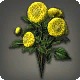 Yellow Dahlias