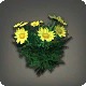 Yellow Daisies