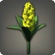 Yellow Hyacinths
