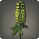 Yellow Lupins