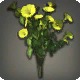 Yellow Morning Glories