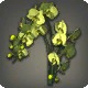 Yellow Moth Orchids