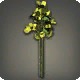 Yellow Paperflowers