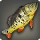 Yellow Peacock Bass