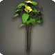 Yellow Tea Flowers