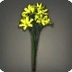 Yellow Triteleia