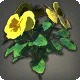 Yellow Violas