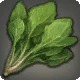 Young Cieldalaes Spinach