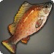 Zekki Grouper